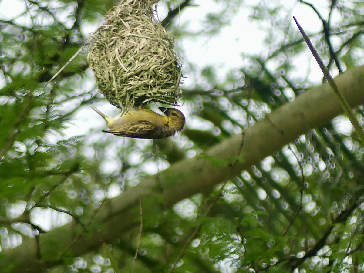 Ткачик золотий - ML644793857