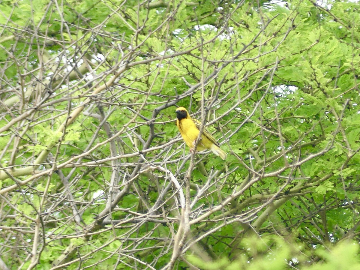 Ткачик золотий - ML644793858