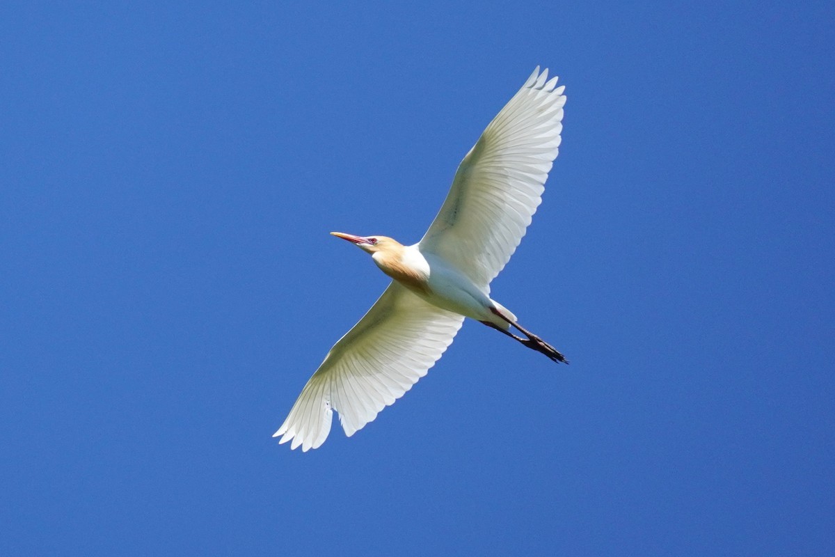 Чапля єгипетська східна - ML644793863