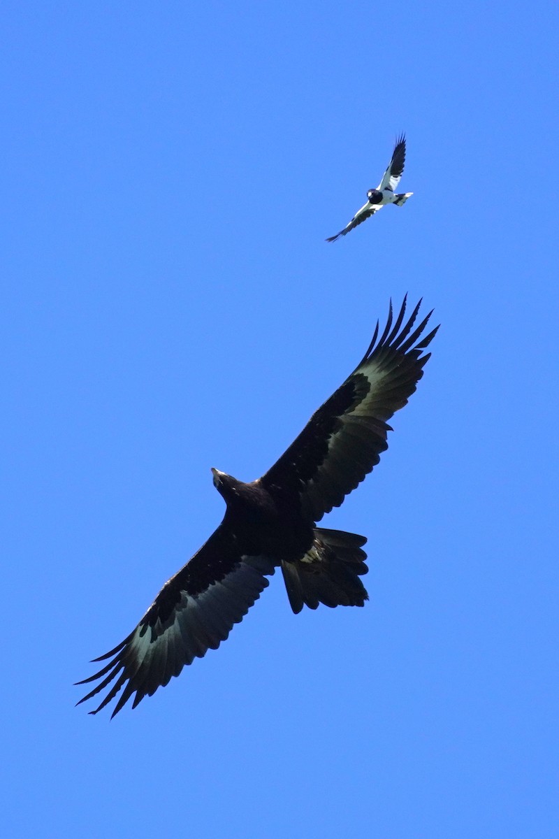 Орел австралійський - ML644793866