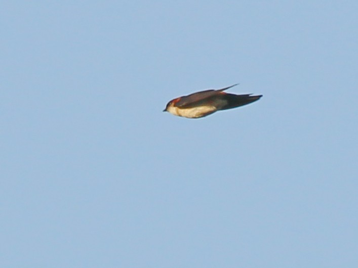 African Red-rumped Swallow (domicella) - ML644793868