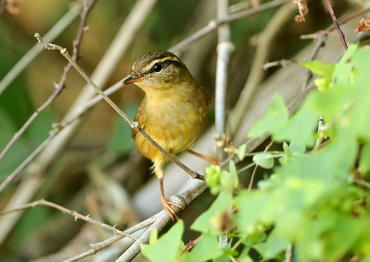 Вівчарик товстодзьобий - ML644793869