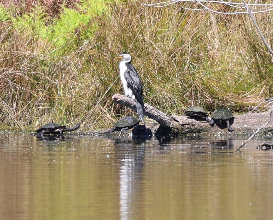Баклан строкатий - ML644793870