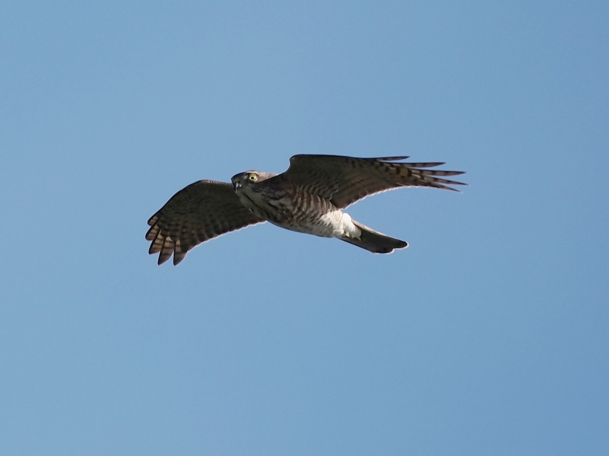 Яструб японський - ML644793871