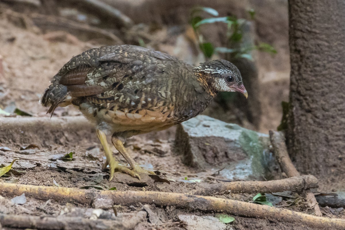 Куріпка зеленонога - ML644793872