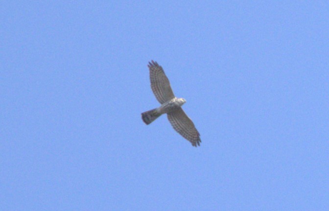 Яструб туркестанський - ML644793873