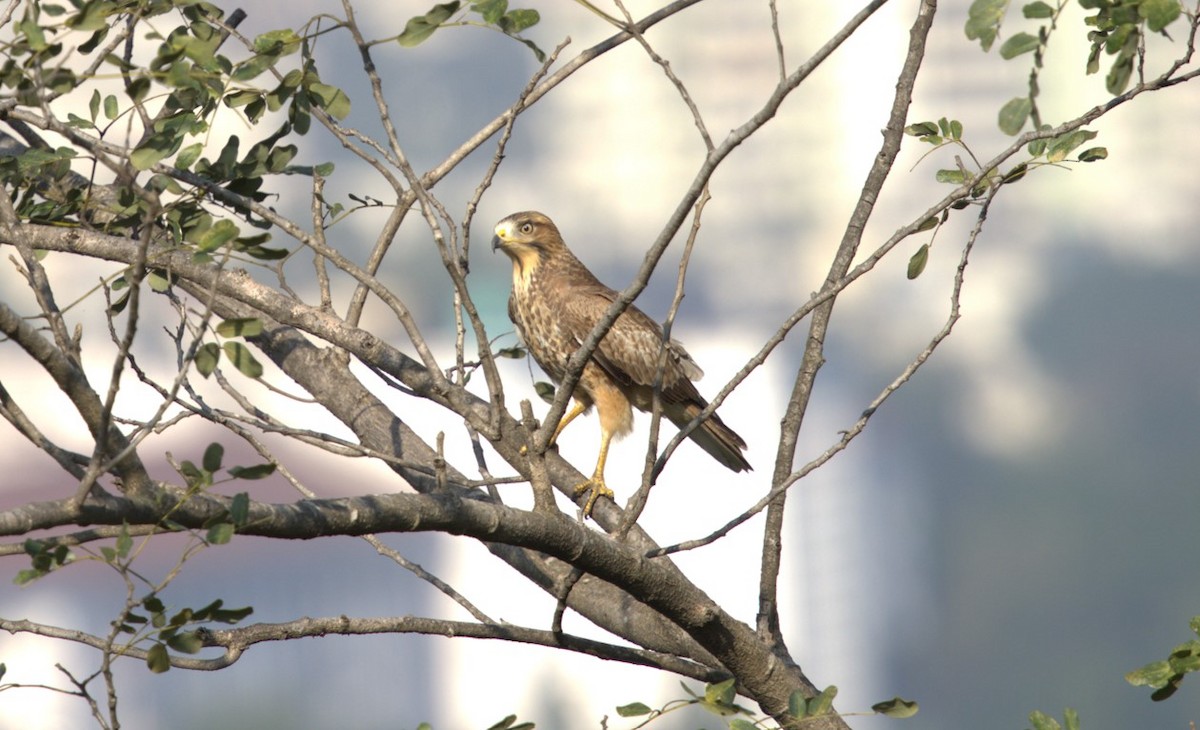 Канюк білоокий - ML644793874