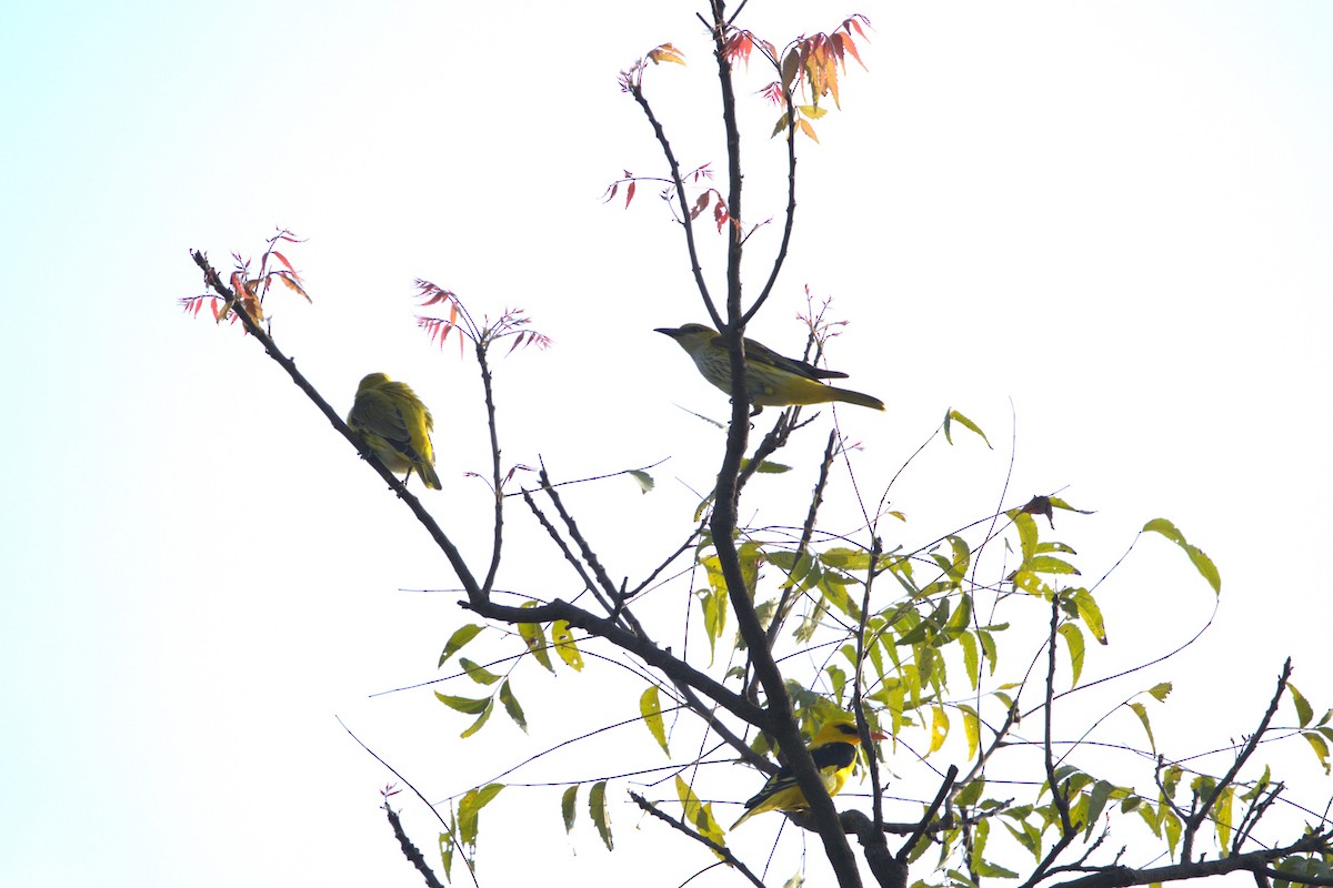 Вивільга індійська - ML644793880