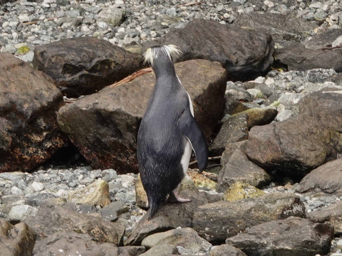 Fiordland Penguin - ML644793909
