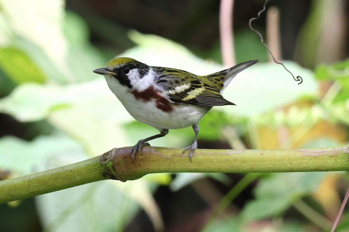 Пісняр-лісовик рудобокий - ML644793923
