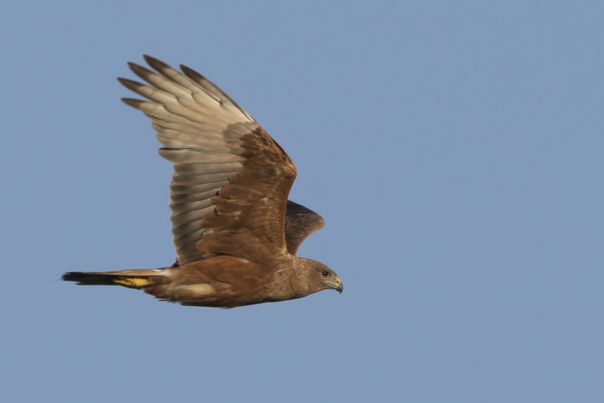 Swamp Harrier - ML644793939