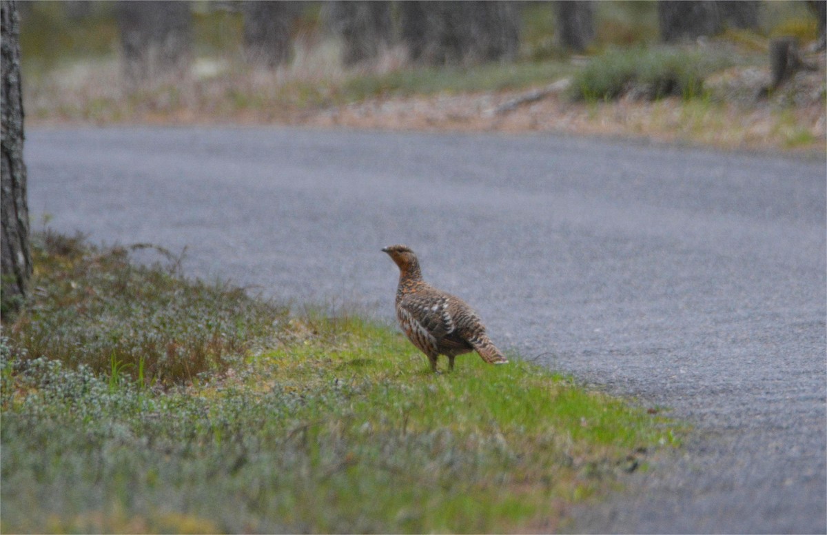 tetřev hlušec - ML644793942