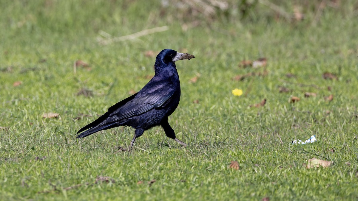 Ekin Kargası - ML644793974