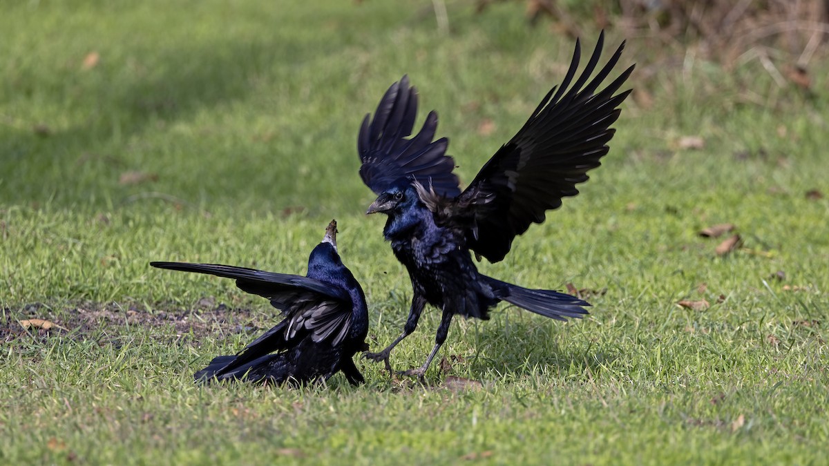 Ekin Kargası - ML644793975