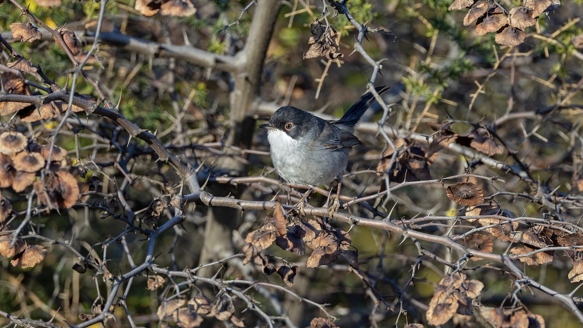 Sardinian Warbler - ML644793980