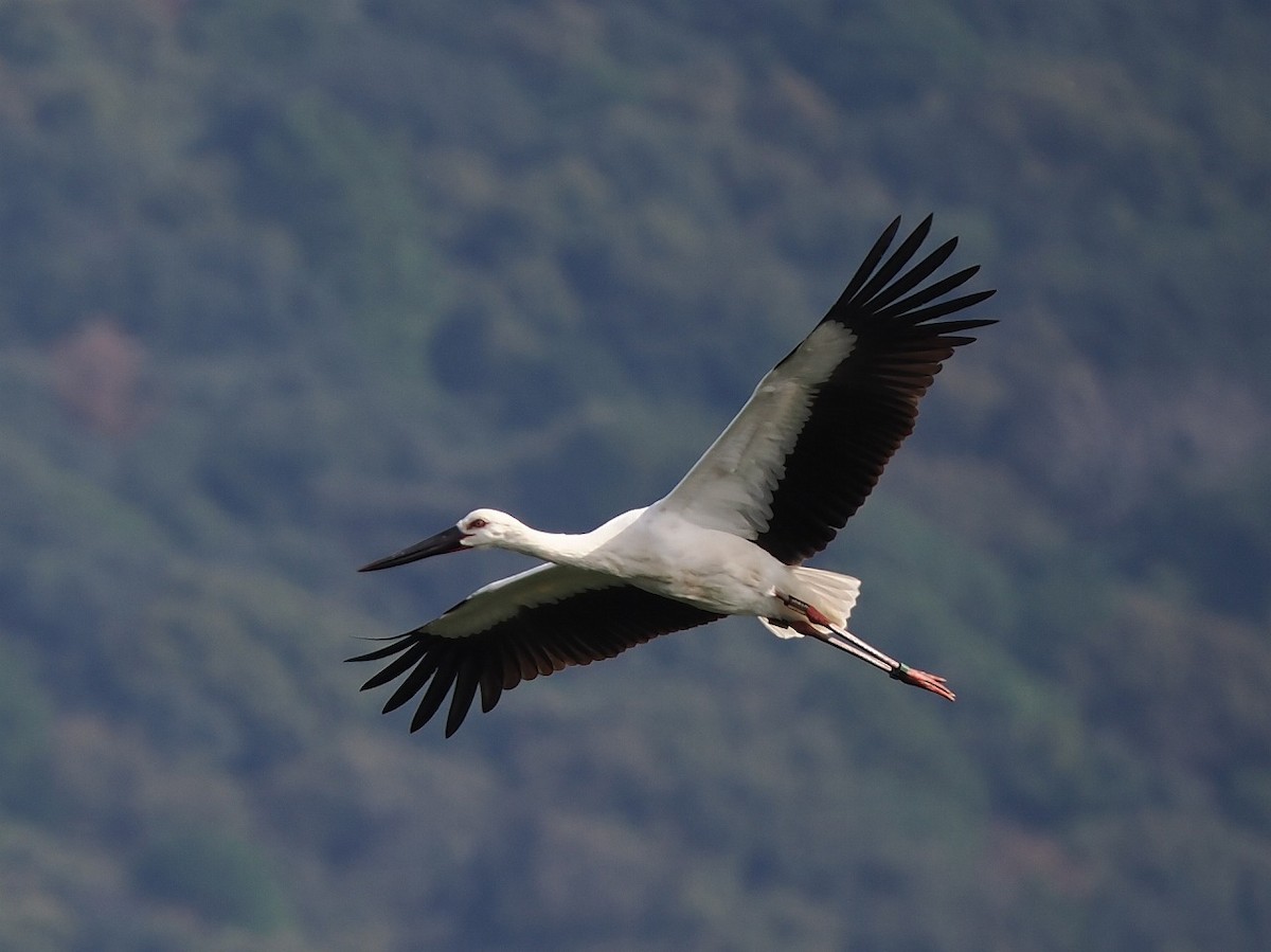 Oriental Stork - ML644793981