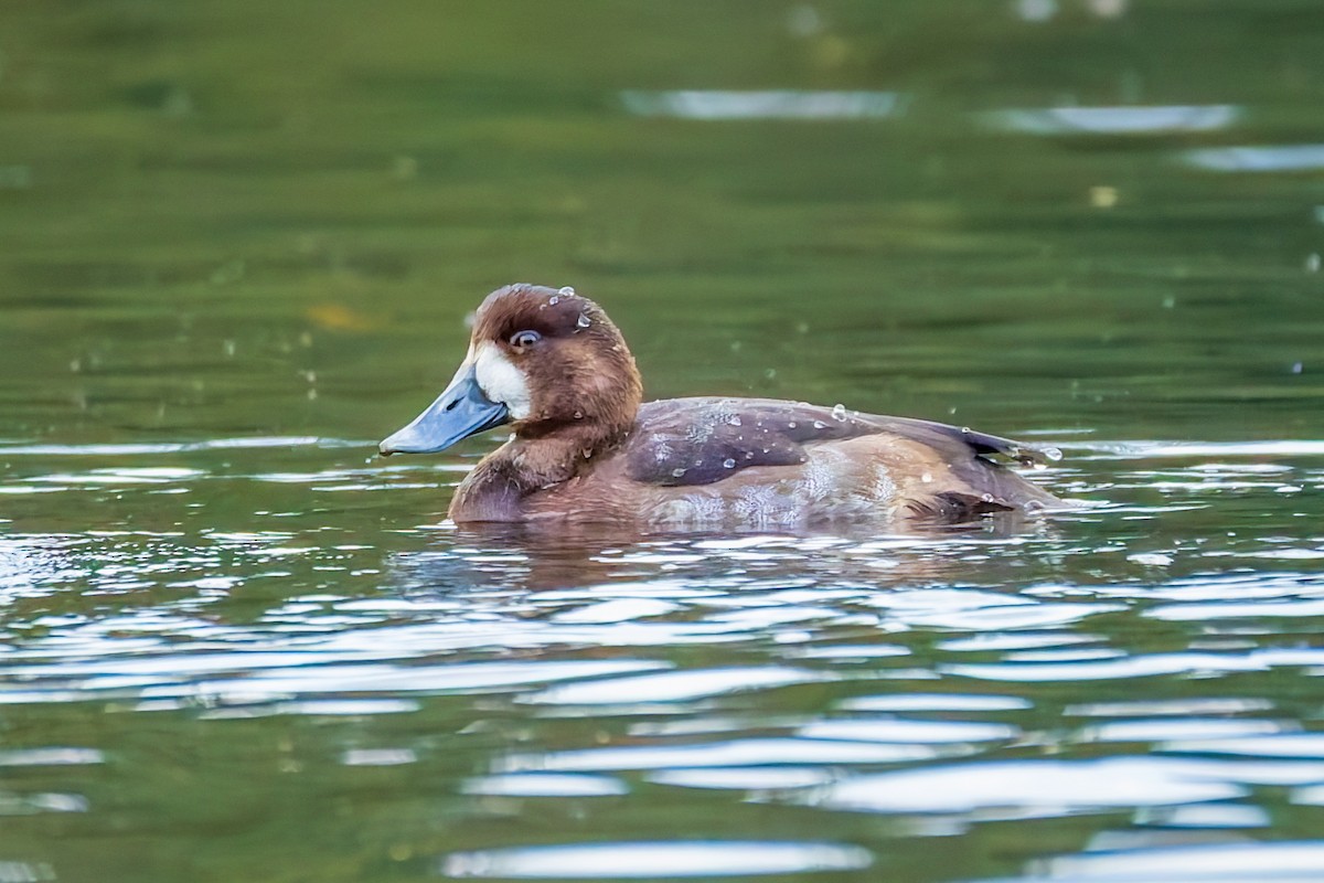 Greater Scaup - ML644793991