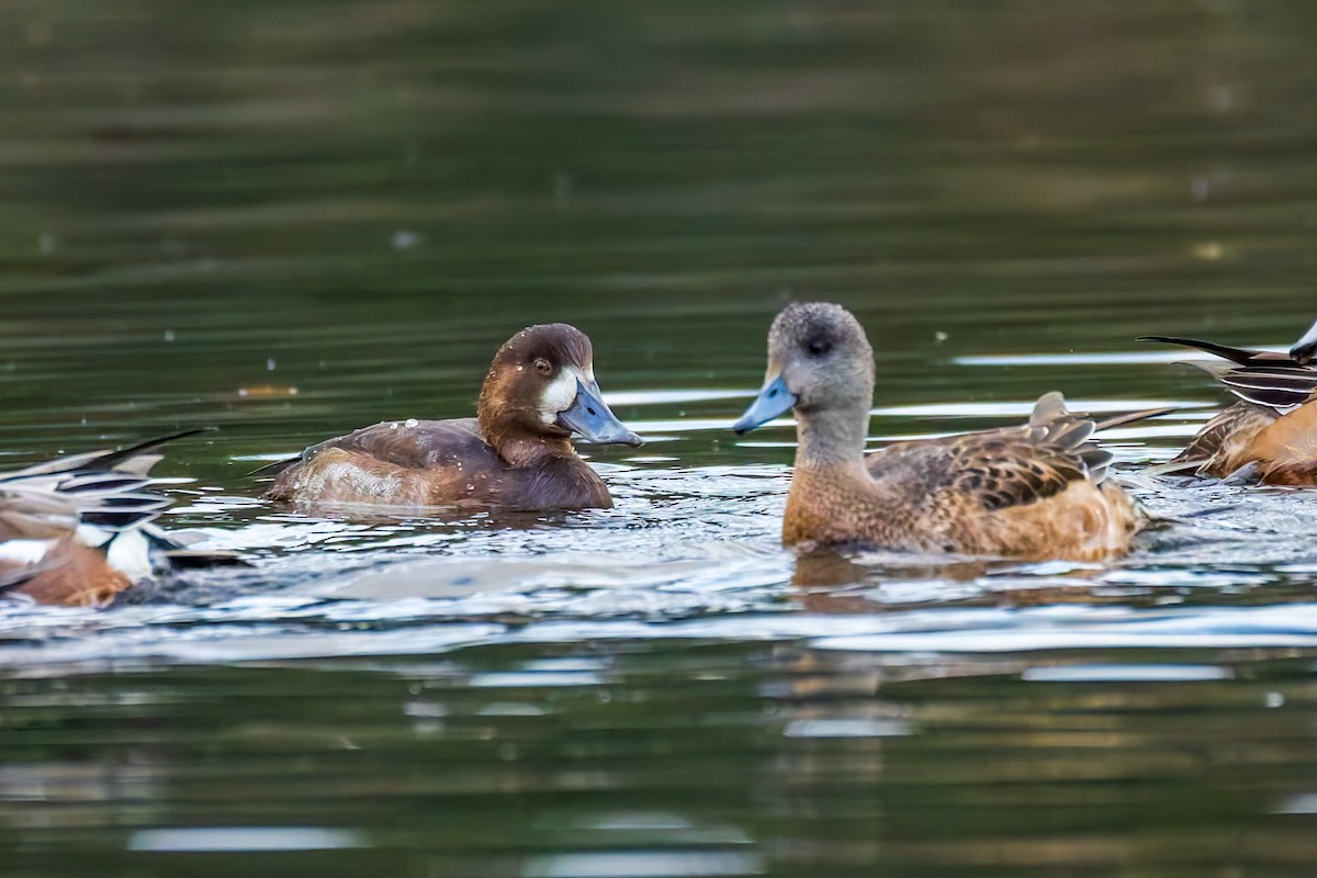 Greater Scaup - ML644793992