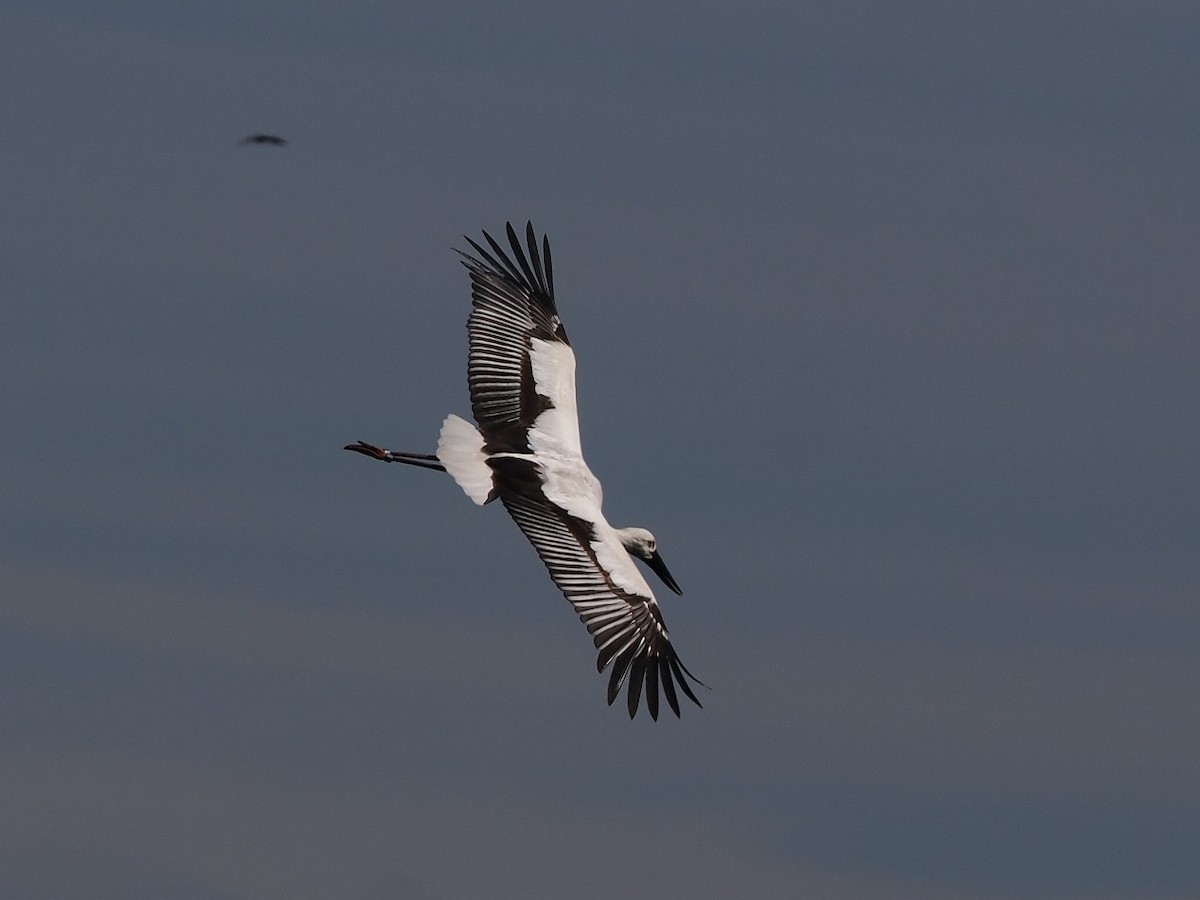 Oriental Stork - ML644793993
