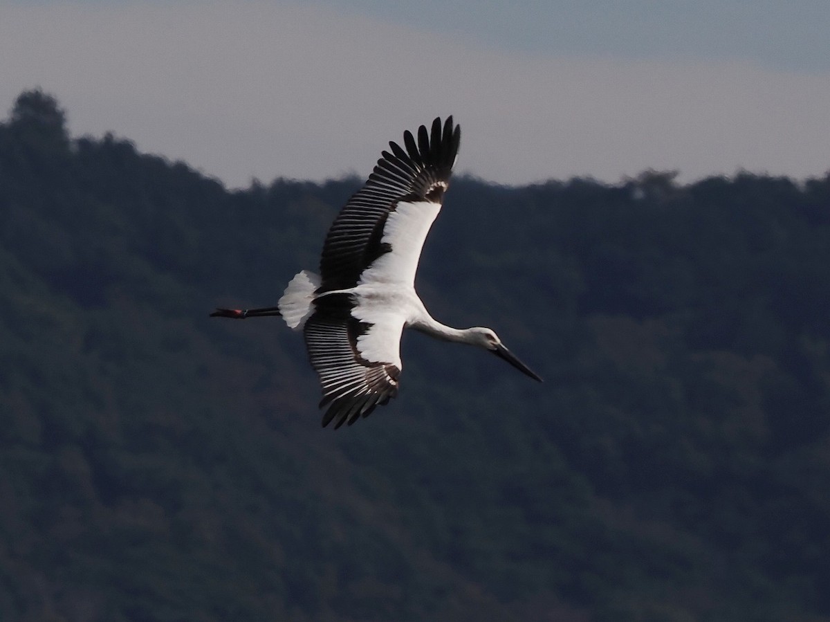 Oriental Stork - ML644794001