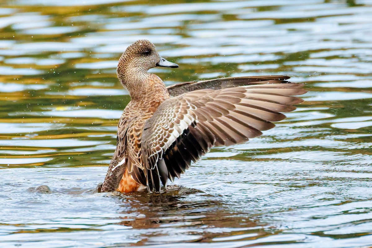 Свищ американський - ML644794004