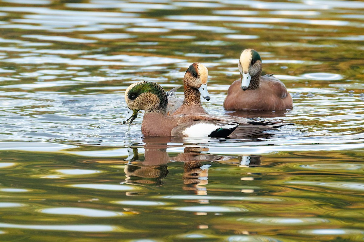 Свищ американський - ML644794005