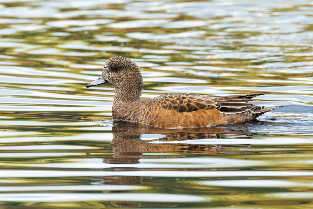 Свищ американський - ML644794006