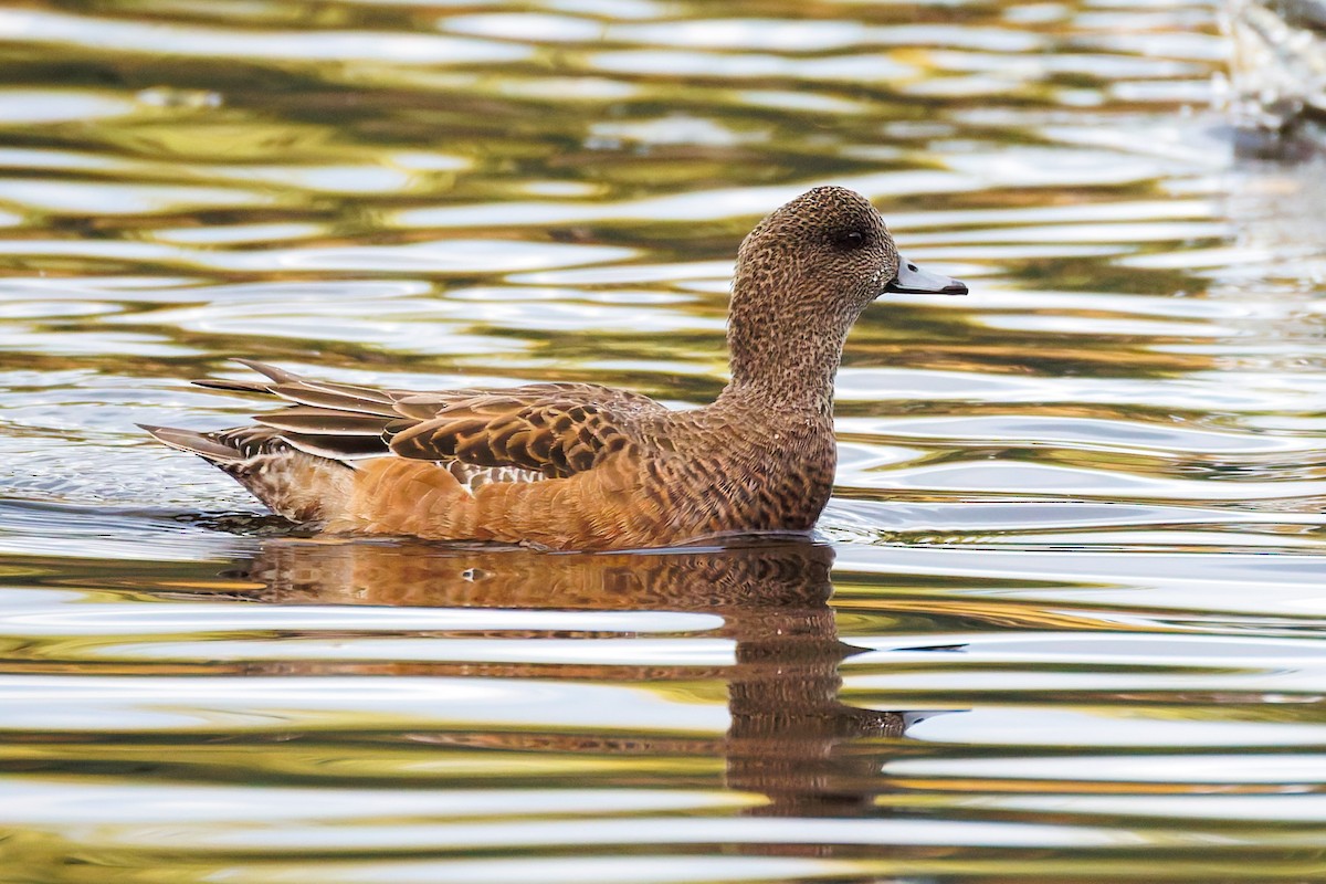 Свищ американський - ML644794007