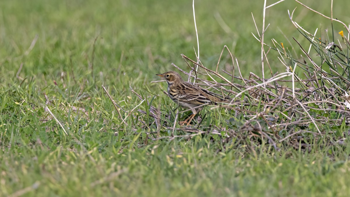 Pispola - ML644794009