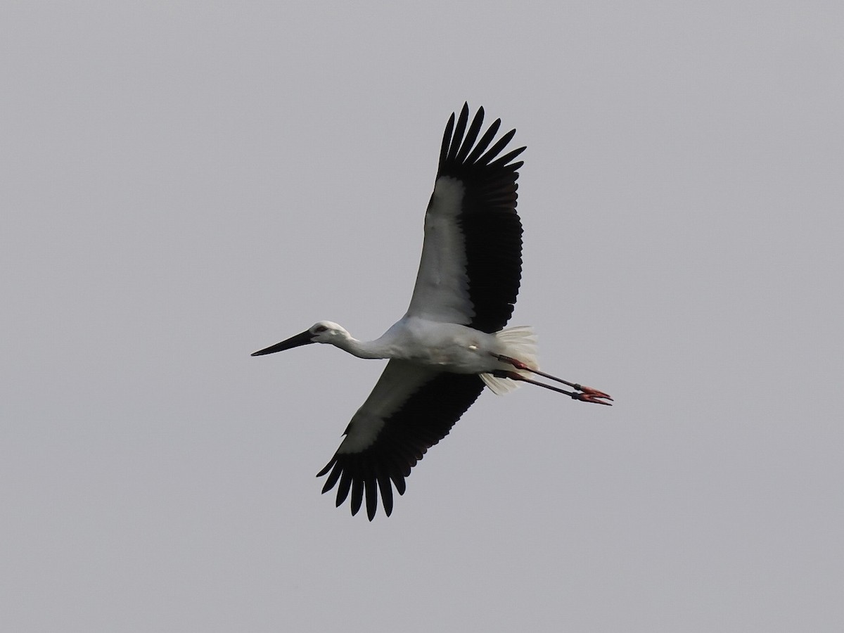 Oriental Stork - ML644794010