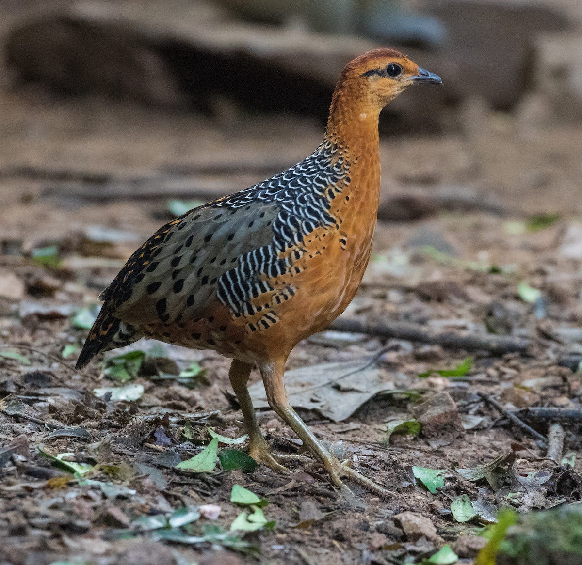 Kırmızı Başlı Kara Keklik - ML644794019