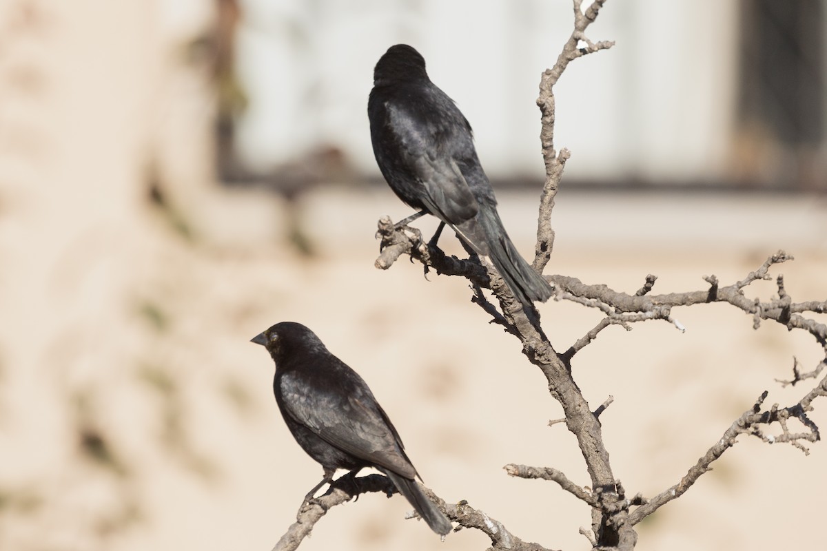 Screaming Cowbird - ML644794030