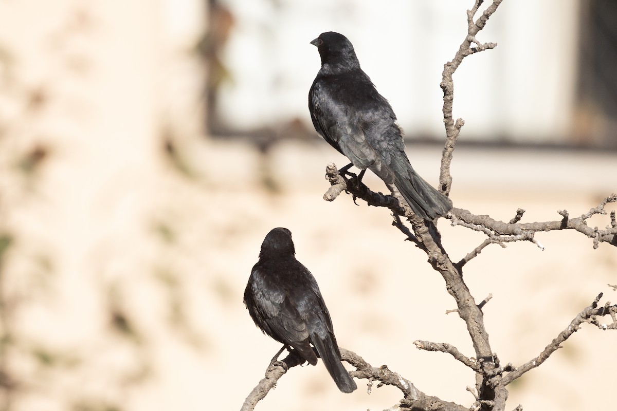 Screaming Cowbird - ML644794031