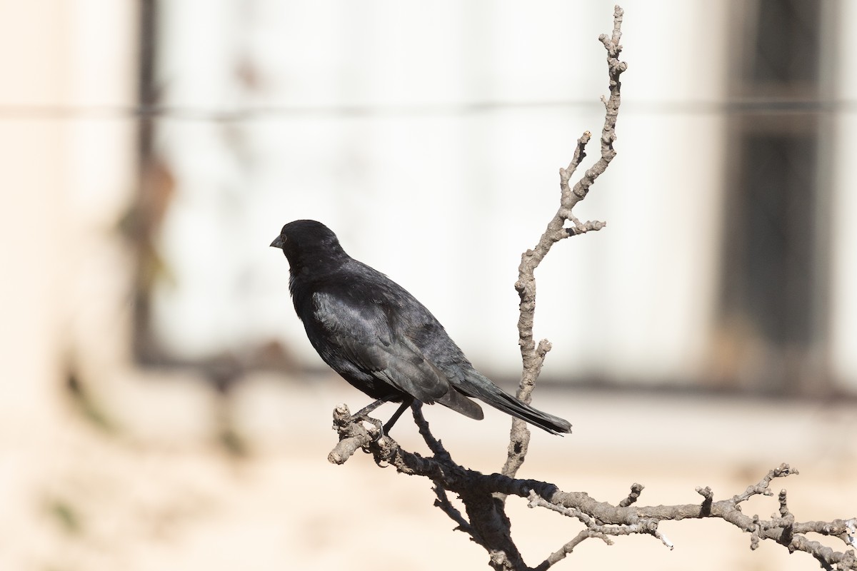 Screaming Cowbird - ML644794032