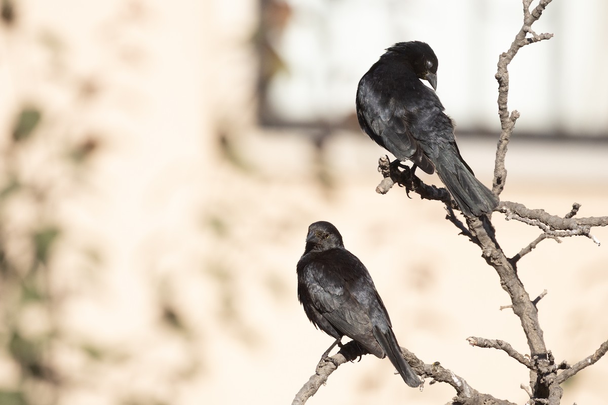 Screaming Cowbird - ML644794033