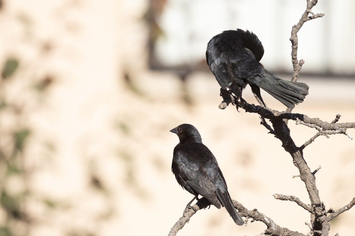 Screaming Cowbird - ML644794034