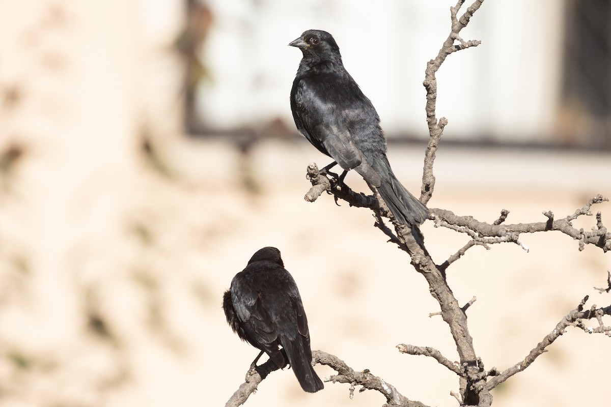 Screaming Cowbird - ML644794035