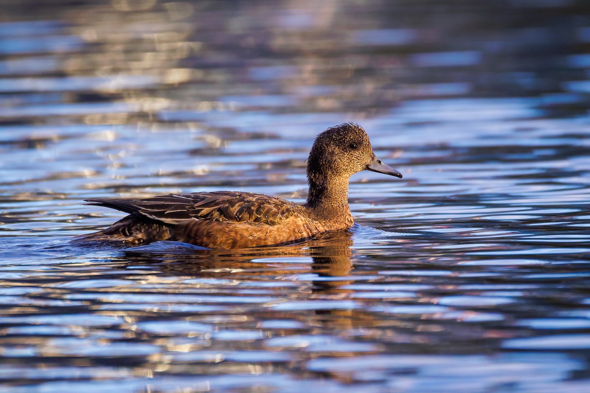 Свищ американський - ML644794036
