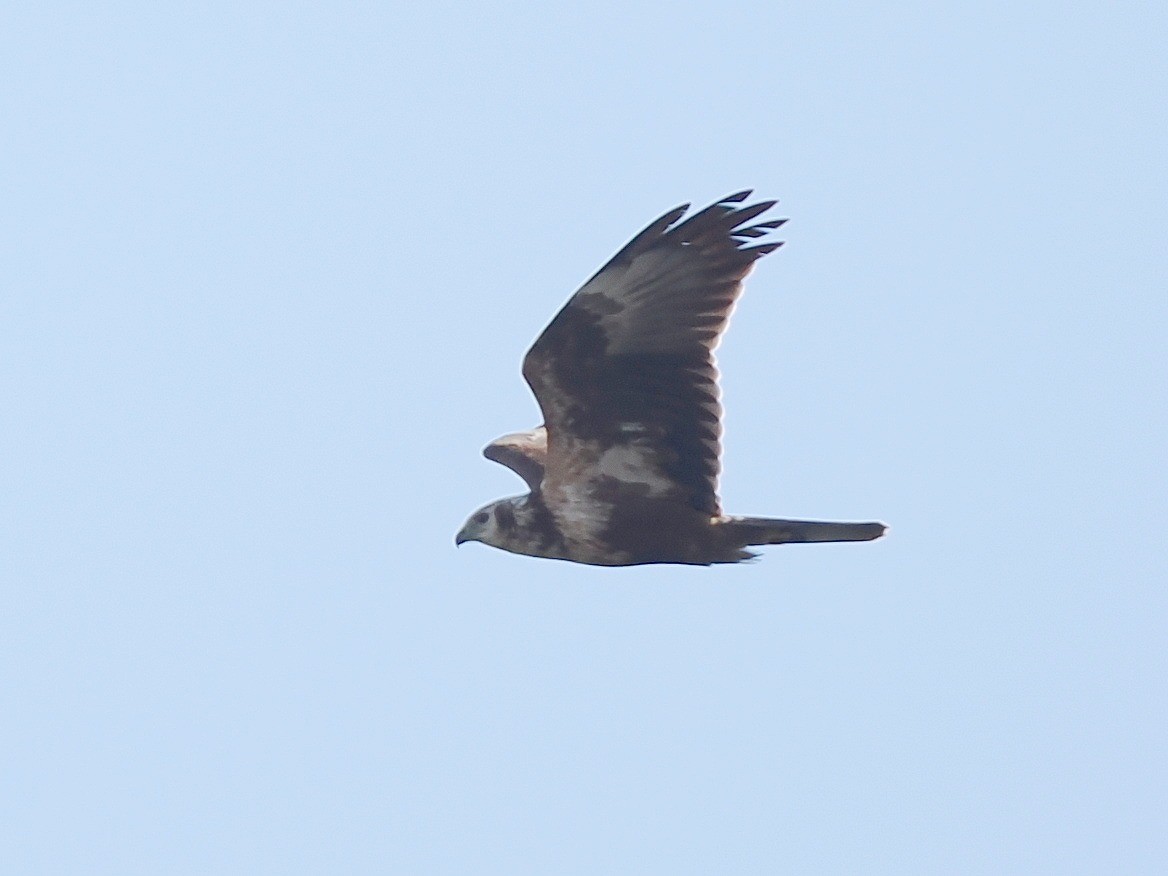 moták východní - ML644794041