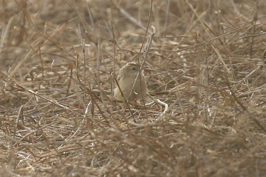 Desert Cisticola - ML644794042