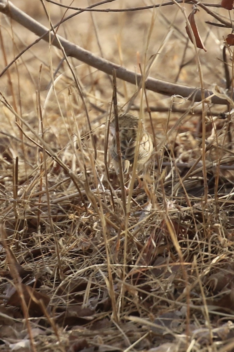 Desert Cisticola - ML644794043