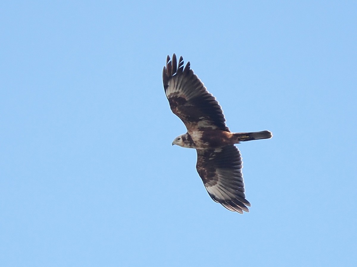 moták východní - ML644794044