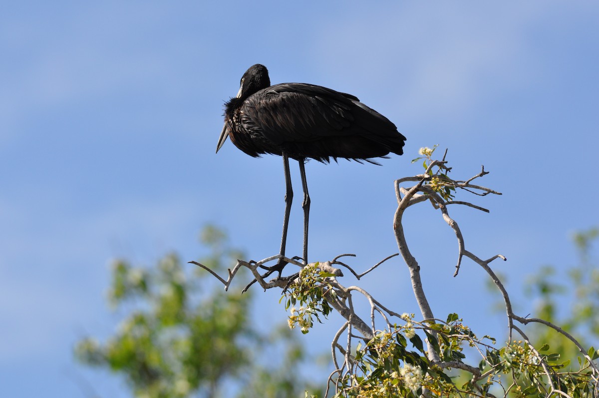 African Openbill - ML644794045