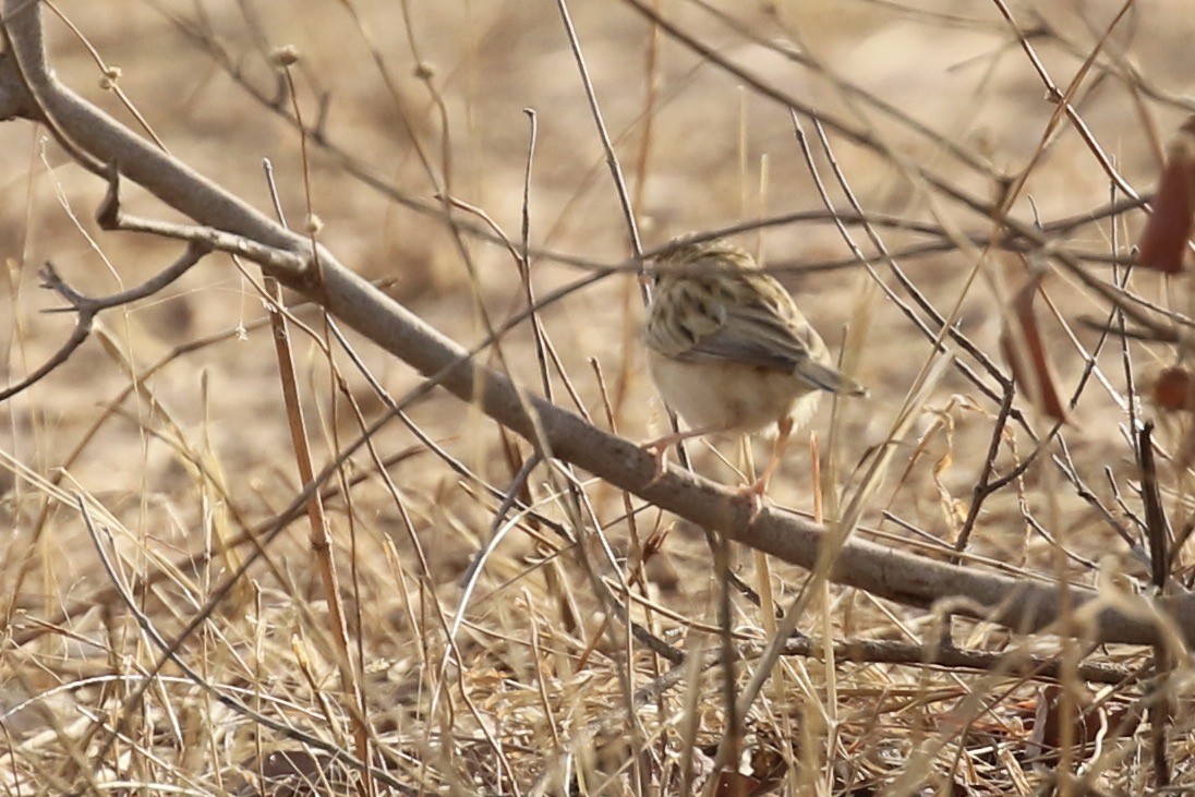 Desert Cisticola - ML644794048
