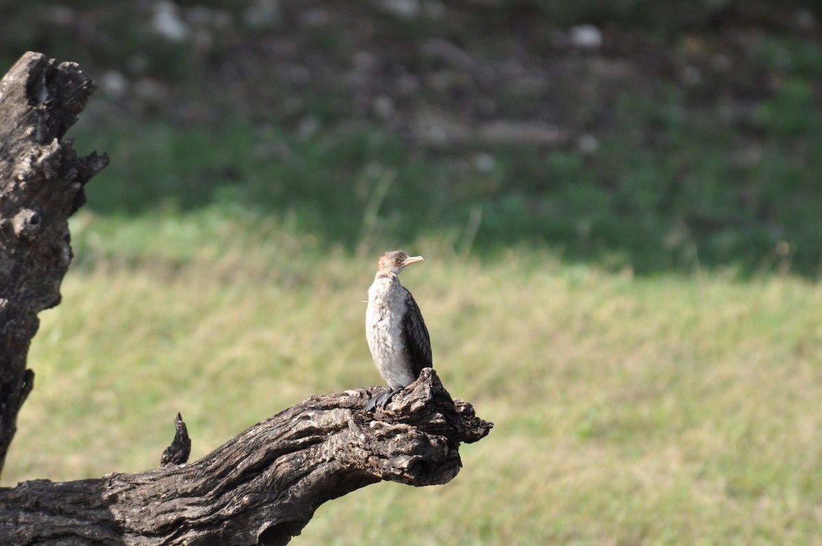 langstjertskarv - ML644794061