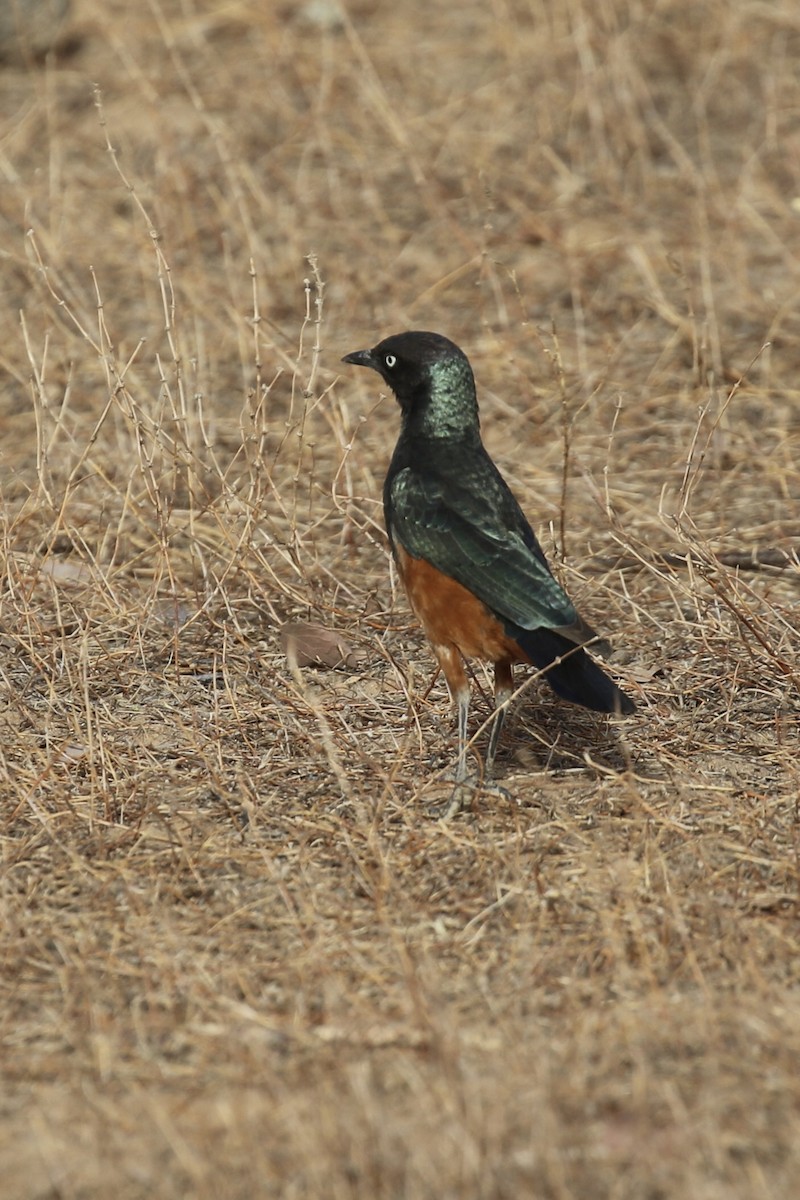 Choucador à ventre roux - ML644794069