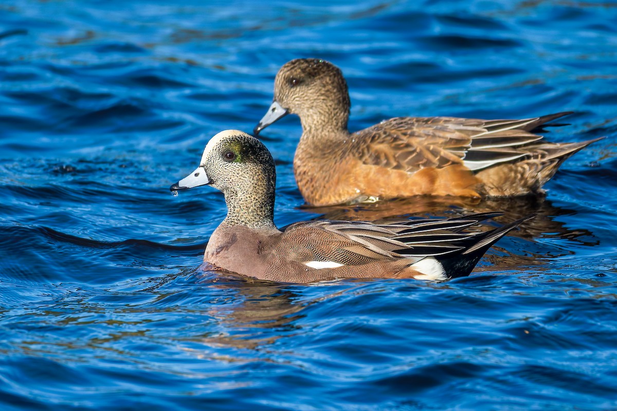 Свищ американський - ML644794070