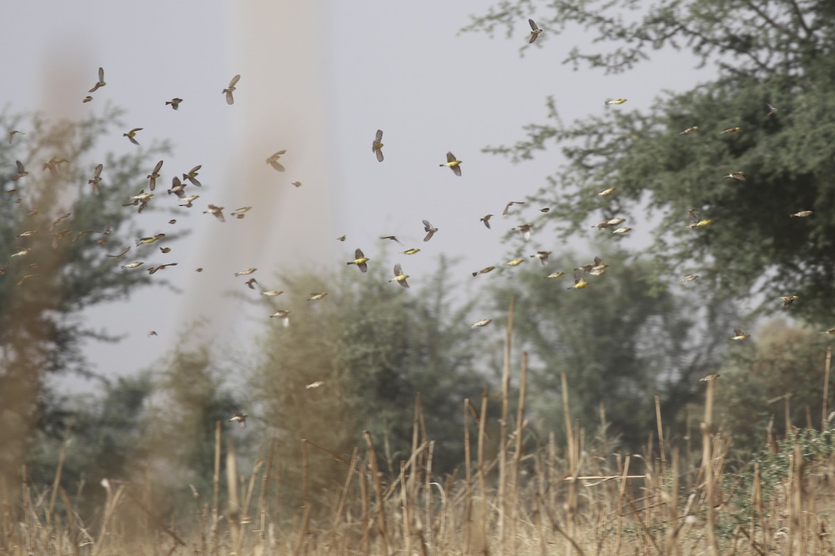 Sudan Golden Sparrow - ML644794080