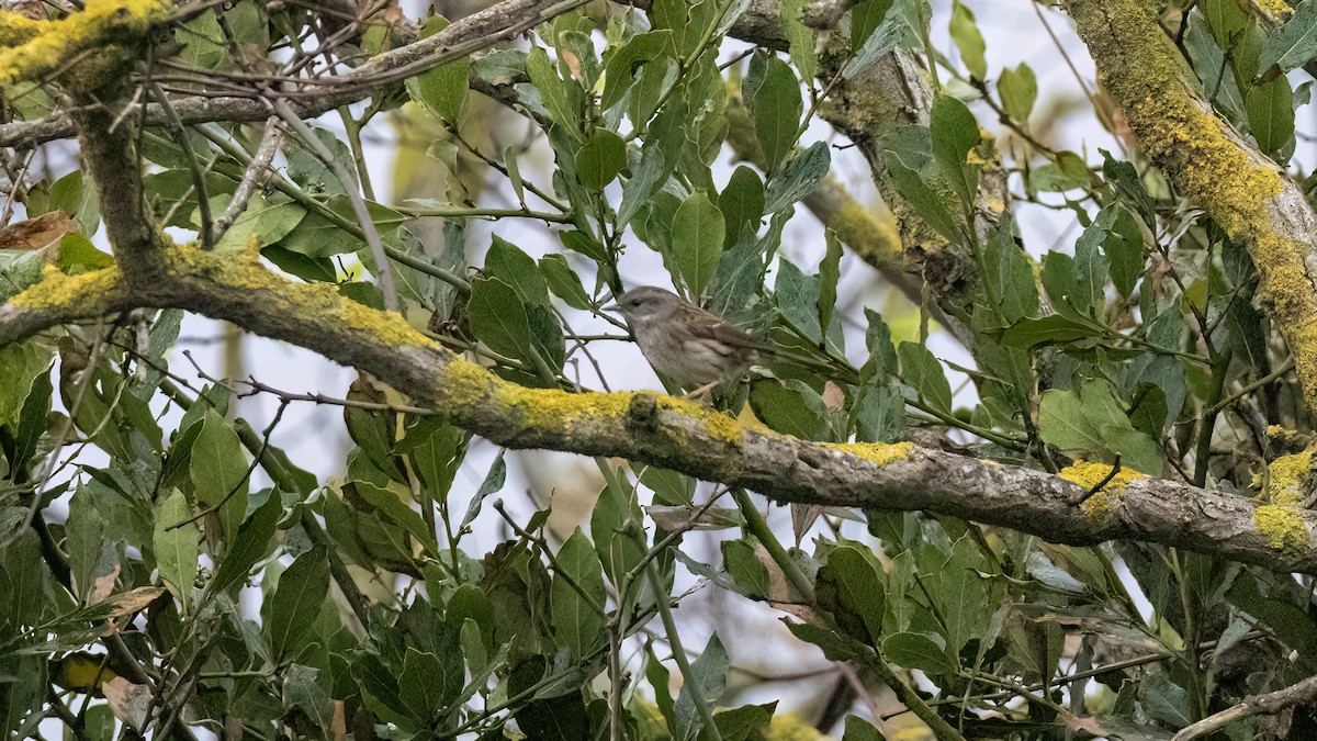 Accenteur mouchet - ML644794082