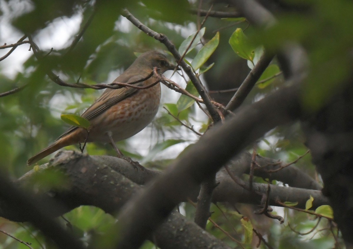 Kızıl Kanatlı Ardıç - ML644794087